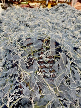 Load image into Gallery viewer, Funky and Fun
