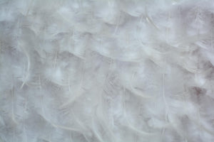 Edwardian White Feathers